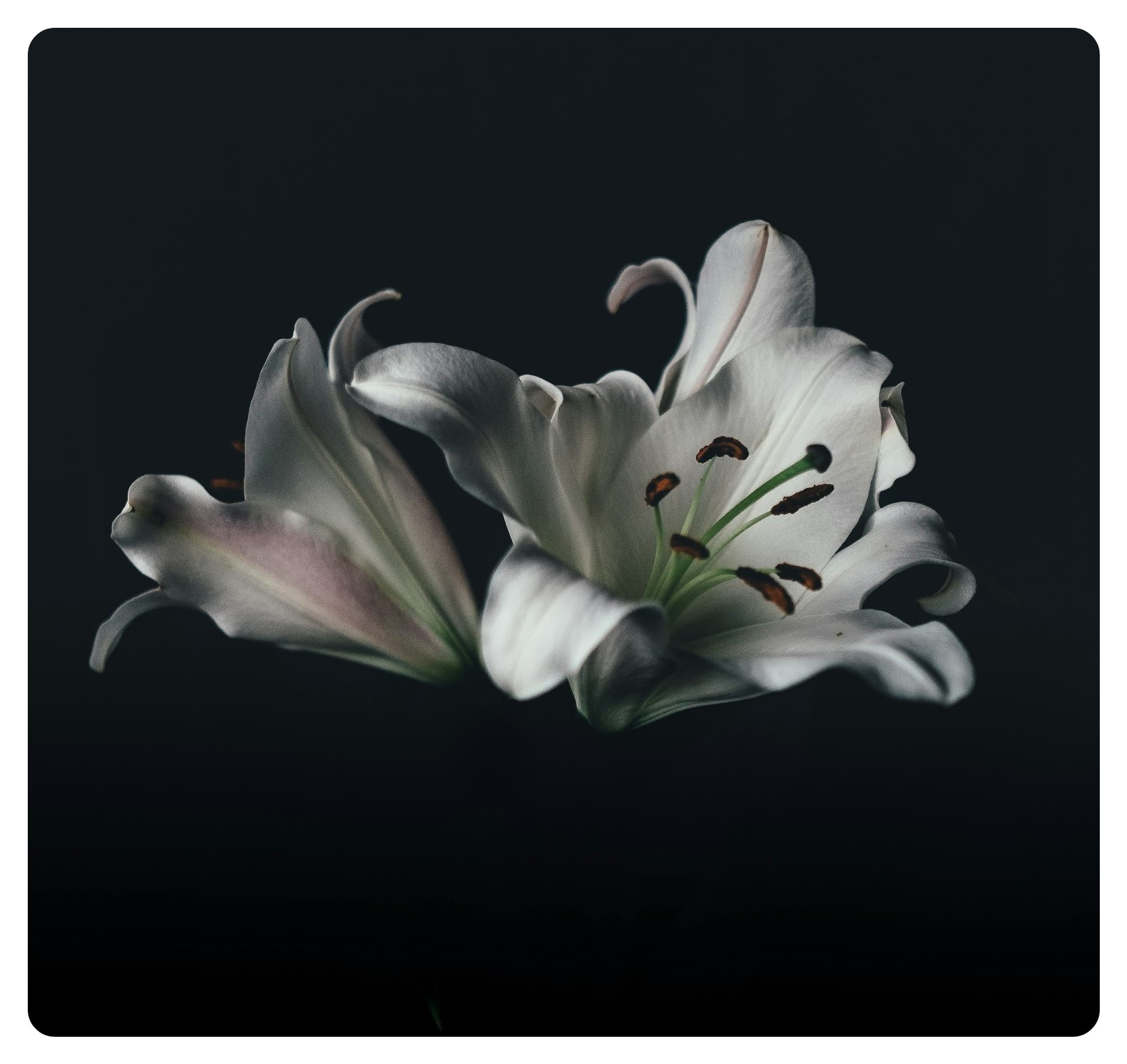 white oriental lily flower