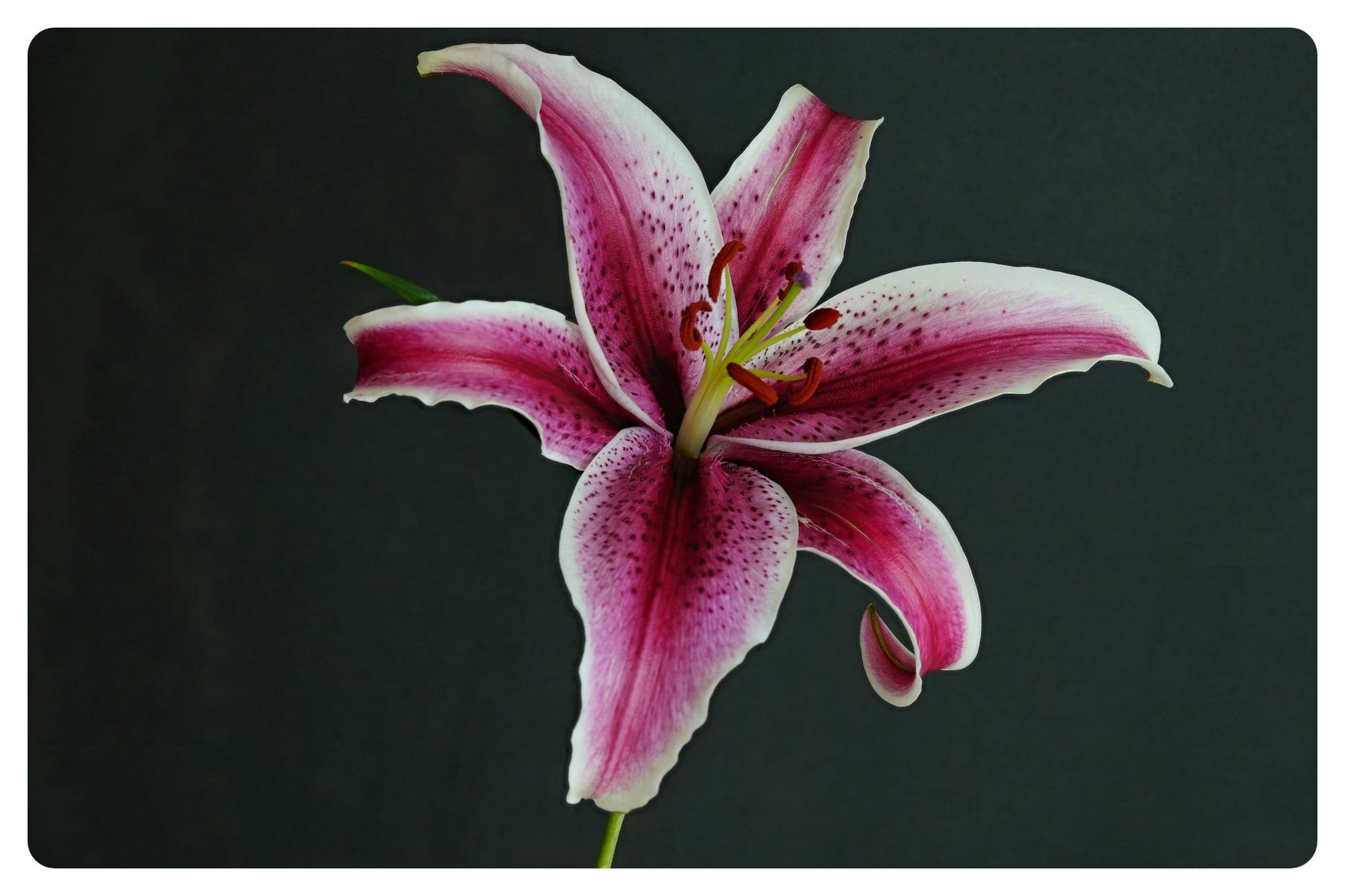 a pink and white flower in a vase