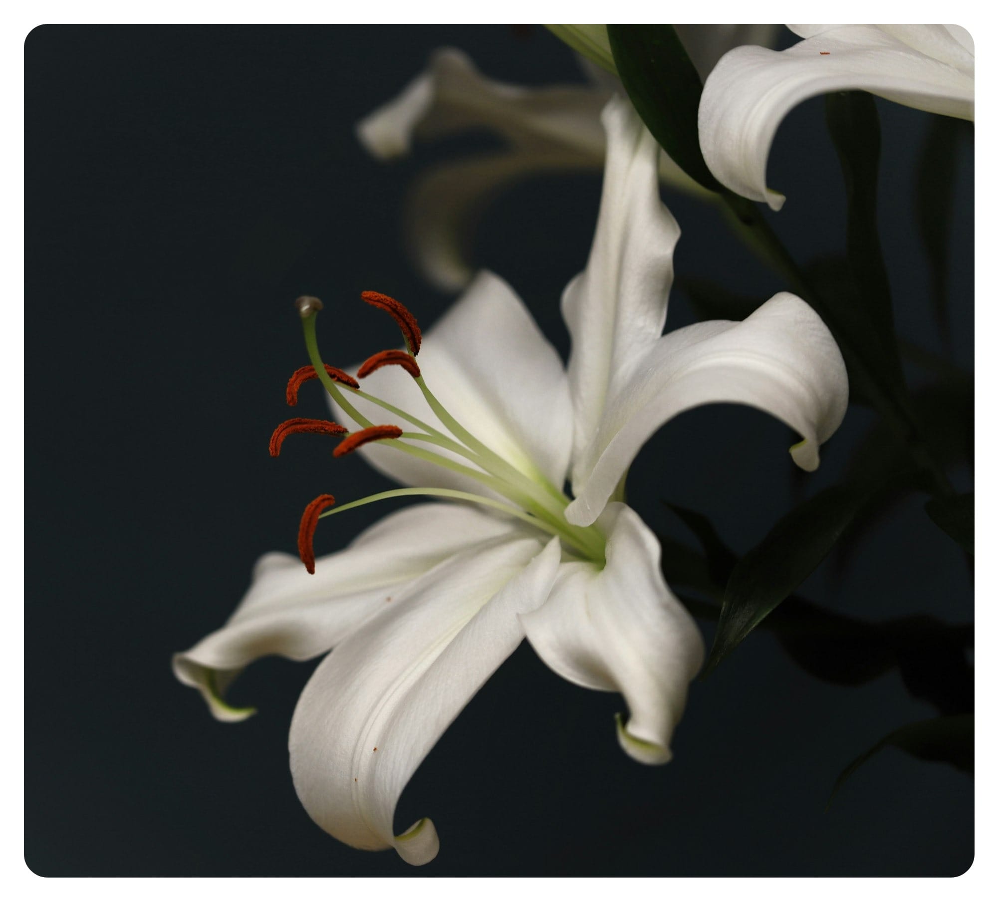 a close-up of a white flower